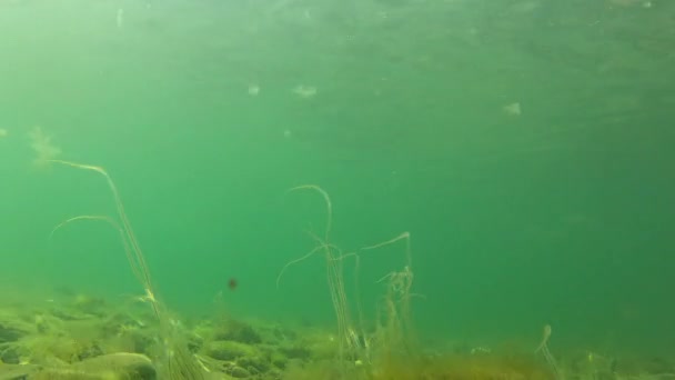 Zee onkruid op de oceaanbodem — Stockvideo