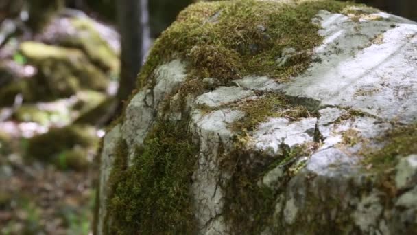 Moss omfattas boulder i jiuzhaigou dalen — Stockvideo