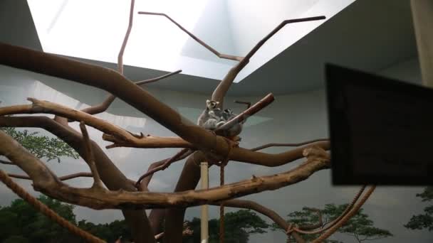 Monkeys behind the glass at the zoo — Stock Video