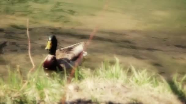 Bir nehir üzerinde yeşilbaş ördek — Stok video
