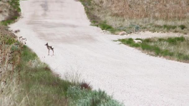 Antilope madre e bambino — Video Stock