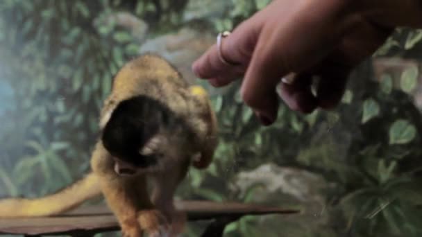 Обезьяна за стеклом в зоопарке — стоковое видео