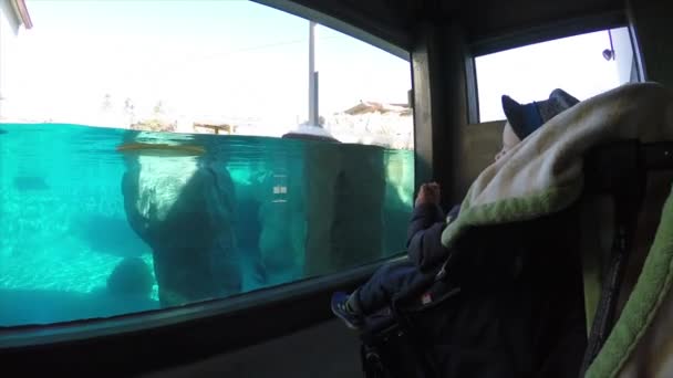 Mom with her child watching on seals — Stock Video