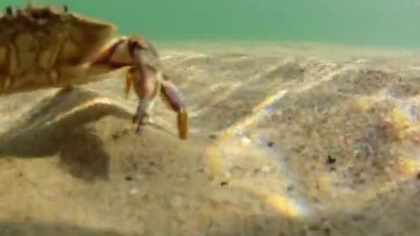 Krab zijn grondgebied te verdedigen — Stockvideo