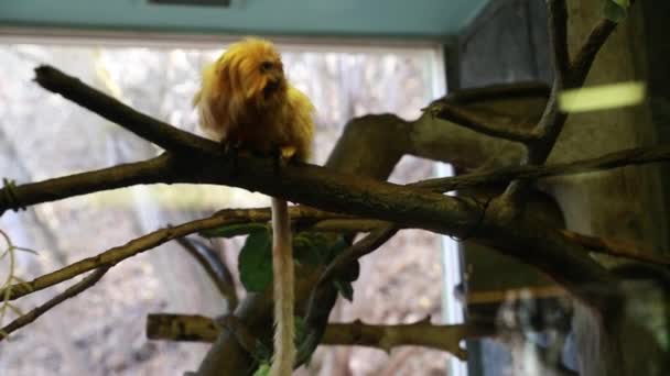 Monkeys behind the glass at the zoo — Stock Video