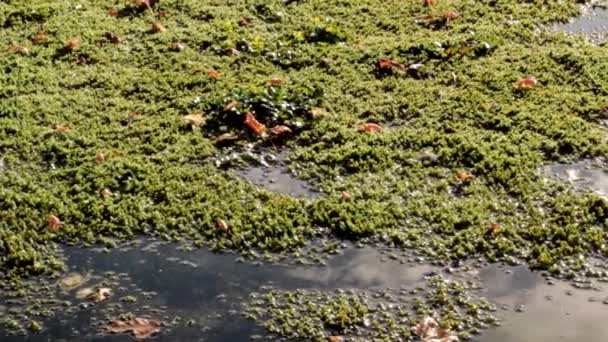 Moss on Pond en un jardín botánico — Vídeos de Stock