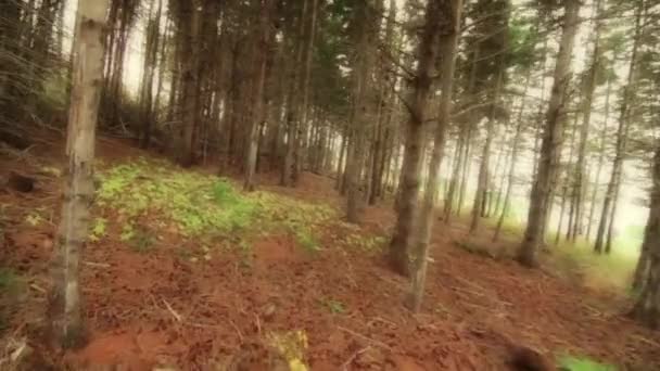 Movendo-se pela floresta de pinheiros — Vídeo de Stock