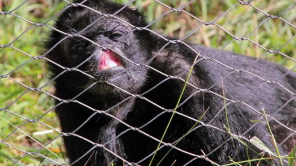 Μαϊμού πίσω από το γυαλί σε ζωολογικό κήπο — Αρχείο Βίντεο