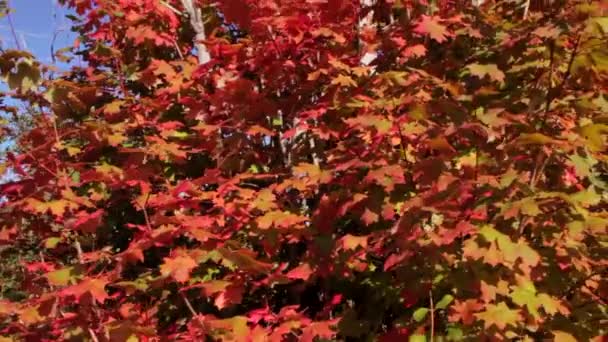 Hojas de arce rojo vibrante — Vídeo de stock