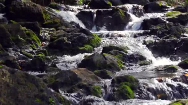 Mossy jungle stream — Stock Video