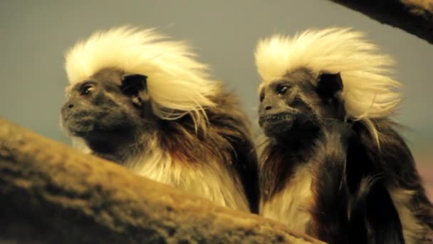 Macacos engraçados no zoológico — Vídeo de Stock