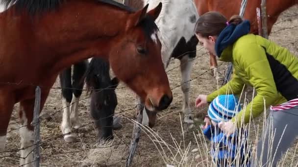 Mãe e bebê menino alimentando cavalos — Vídeo de Stock