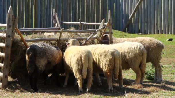 Πρόβατα σε ένα όμορφο αγρόκτημα — Αρχείο Βίντεο