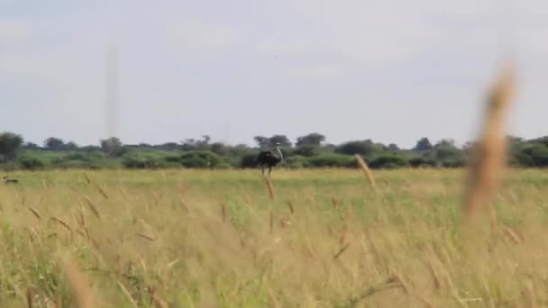 鸵鸟站在热带稀树草原 — 图库视频影像