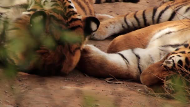 Сибирские тигры в зоопарке — стоковое видео