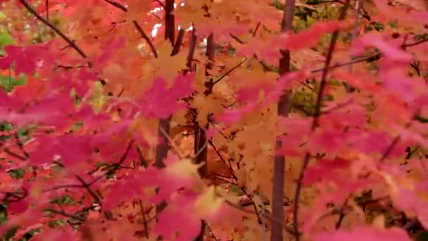 Folhas de bordo vermelho vibrante — Vídeo de Stock