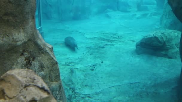 La gente está viendo una foca — Vídeo de stock