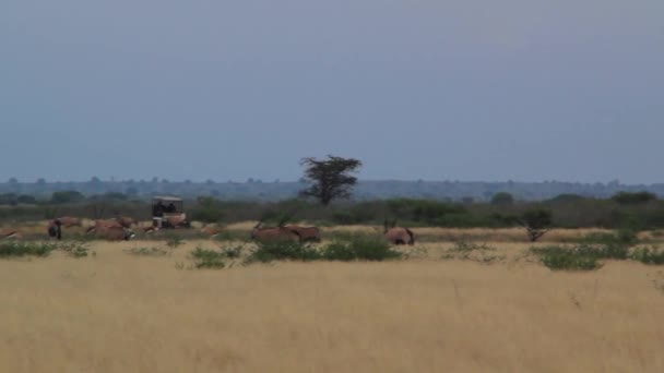 Croci di jeep sul safari — Video Stock