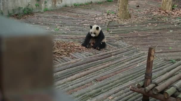 Étkezési bambusz panda — Stock videók