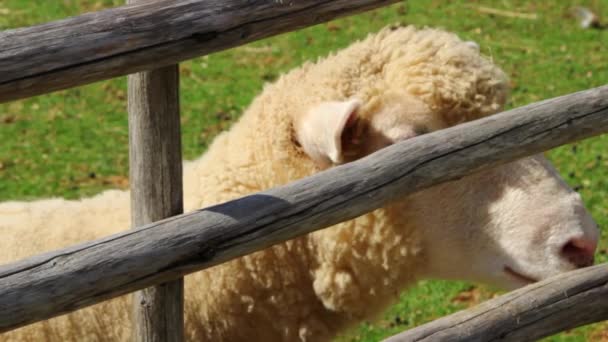 Овцы на красивой ферме — стоковое видео