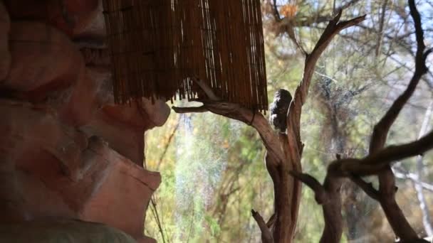 Сова, сидящая на брехе дерева — стоковое видео