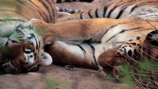 Tigres siberianos en el zoológico — Vídeo de stock