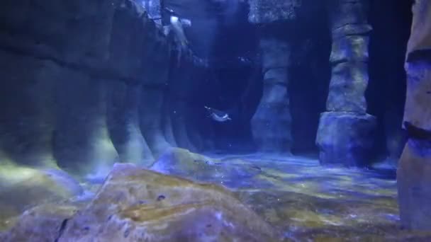 Pingüinos nadando en un acuario — Vídeo de stock