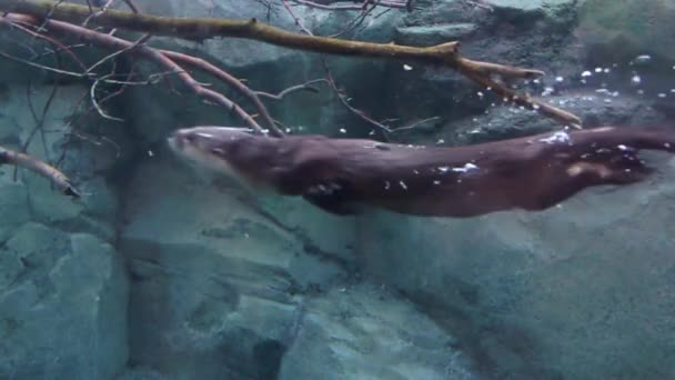 Fischotter schwimmt im Aquarium — Stockvideo