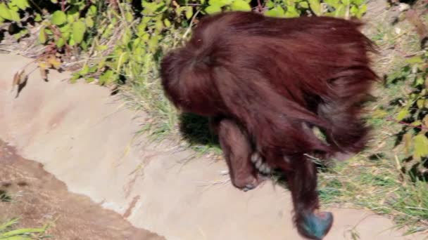 Orangutan siedzi w zoo — Wideo stockowe