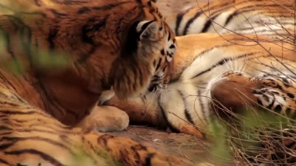 Tigres siberianos no zoológico — Vídeo de Stock