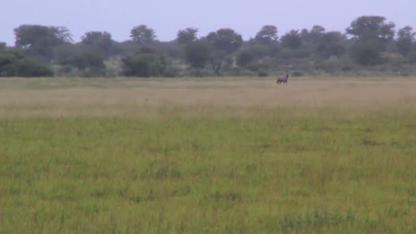 Gemsbok stares nervously in the distance — Stock Video