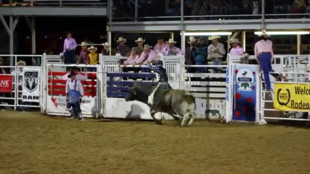 Rodeo-Bulle buckelt Cowboy ab — Stockvideo