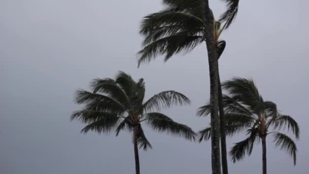Palm trees sway in the wind — Stock Video