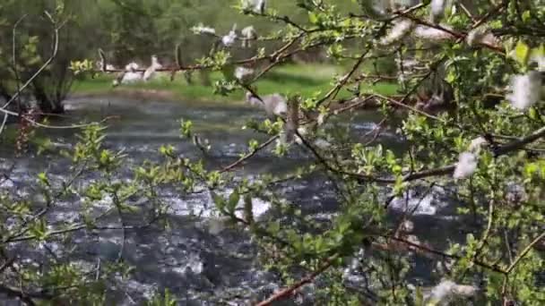 Hermoso arroyo claro en el valle de Jiuzhaigou — Vídeo de stock