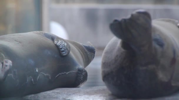 Selos descansando em um zoológico — Vídeo de Stock