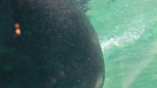 Seal resting in a zoo — Stock Video