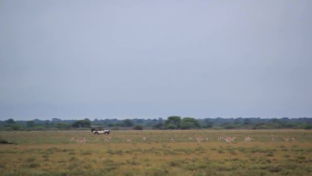 Cruces de jeep en safari — Vídeo de stock