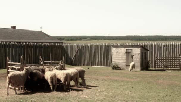 Sheep at a beautiful farm — Stock Video