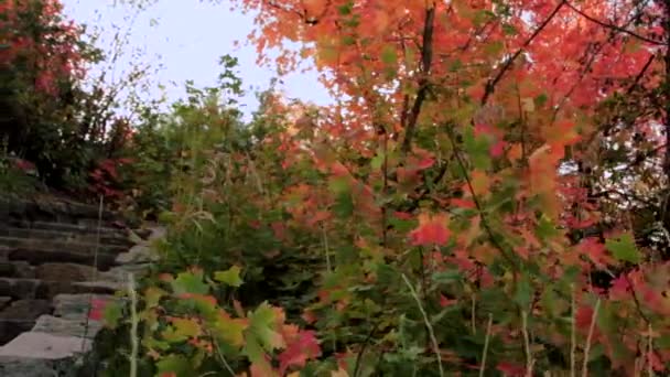 Staircase surrounded by eaves — Stock Video