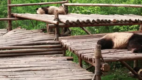 Pandas durmiendo en cama de madera — Vídeos de Stock