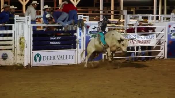 Rodeo bull and cowboy — Stock Video