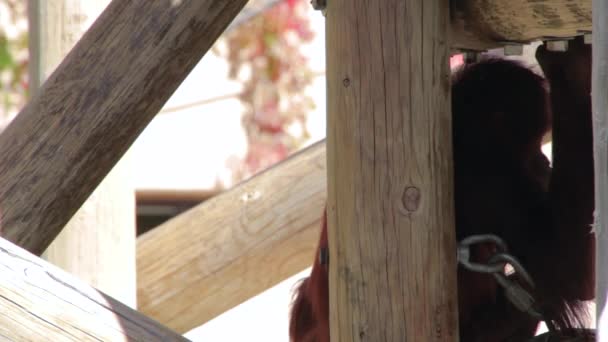 動物園で座っているオランウータン — ストック動画
