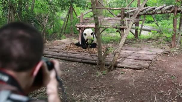 Toruist besök Giant Panda avel Research Center — Stockvideo