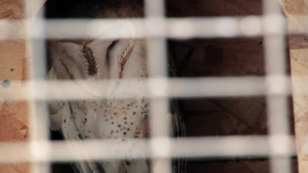 Барна сова в клітці крупним планом — стокове відео