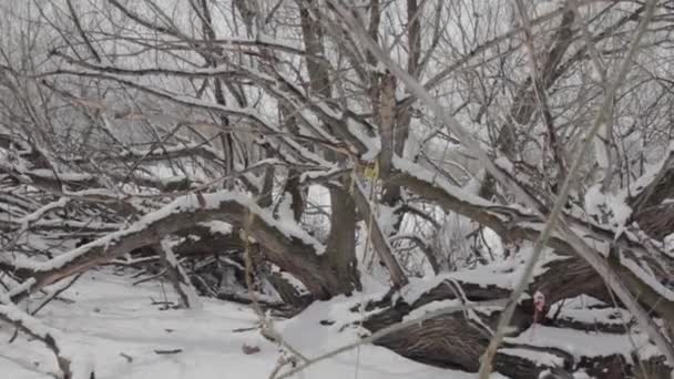 Touw schommel in een groep van bomen — Stockvideo