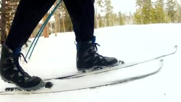 Längdskidor i en skog — Stockvideo