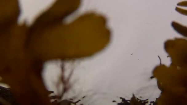 Seaweed and reflection of sky — Stock Video