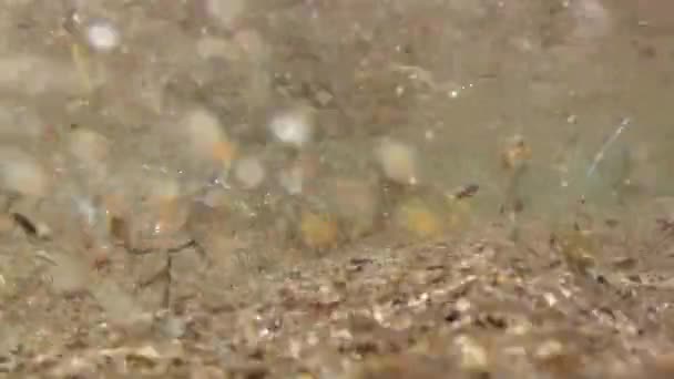 Барвистий морський бур'ян на підлозі океану — стокове відео