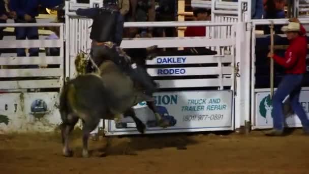 Rodeo bull and cowboy — Stock Video