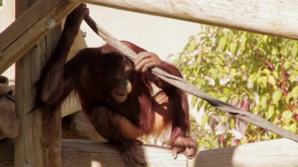 Orangutang sitter på zoo — Stockvideo